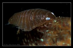 This photo was taken in Croatia. This parasite was siting... by Ada&Kris Chmielewscy 